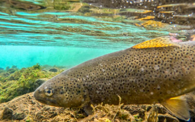 Laxá í Aðaldal – Hraun